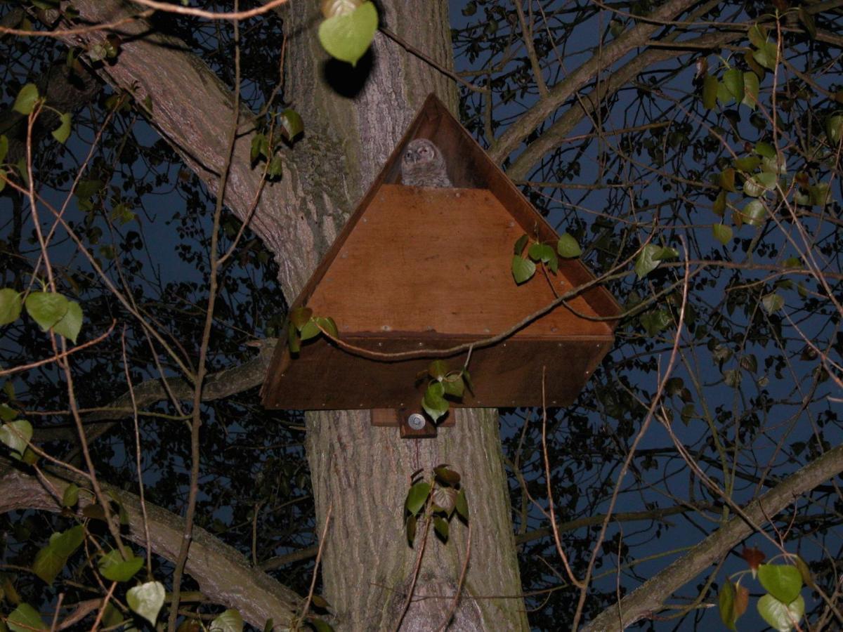 The Willows Bed & Breakfast York Buitenkant foto
